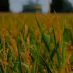 agricultural economics research topics
